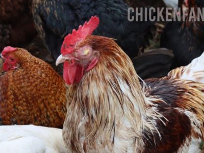 Ayam Mata Bengkak di Karanganyar, Kebumen