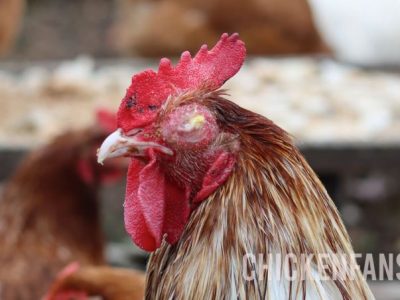 Please help! Hen with swollen eye | BackYard Chickens - Learn How to ...