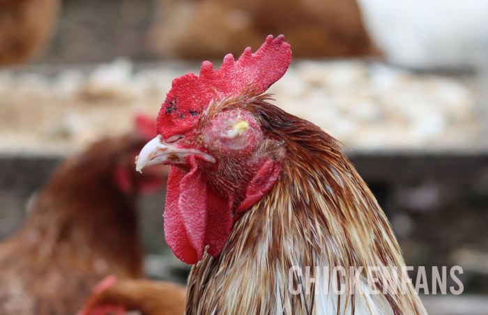 Please help! Hen with swollen eye | BackYard Chickens - Learn How to ...