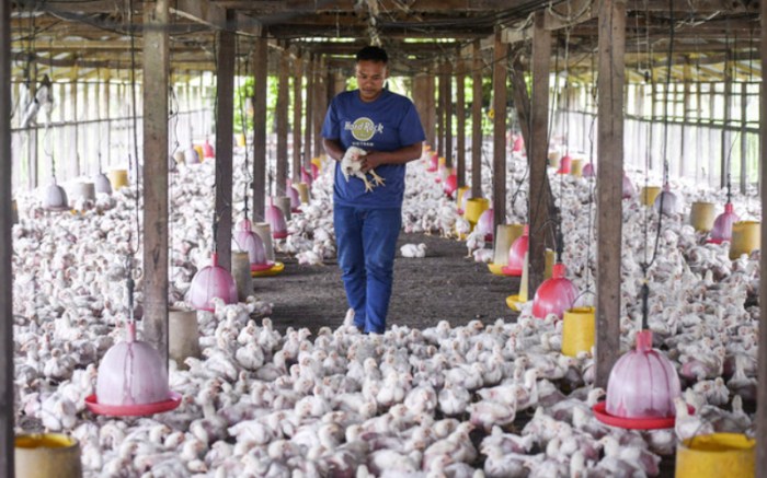 Ternak Ayam Rumahan di Karanggayam, Kebumen