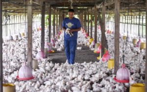 Ternak Ayam Rumahan di Karanggayam, Kebumen yang Sukses