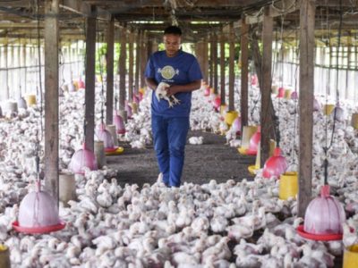 Ayam Cepat Besar di Sadang, Kebumen