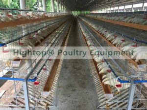 Ternak Ayam Petelur di Gumelar, Banyumas Menjanjikan