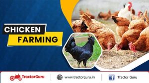 Modal Ternak Ayam di Rawalo, Banyumas yang Menguntungkan