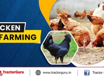 Modal Ternak Ayam di Rawalo, Banyumas