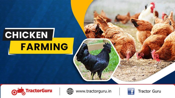 Modal Ternak Ayam di Rawalo, Banyumas