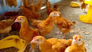 Modal Ternak Ayam di Klirong, Kebumen yang Menguntungkan