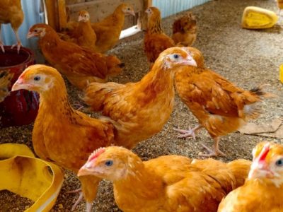 Modal Ternak Ayam di Klirong, Kebumen