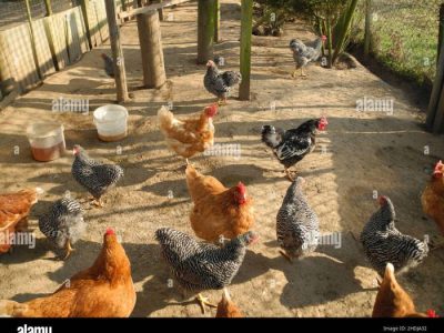 Jual Ayam Kampung di Sumpiuh, Banyumas