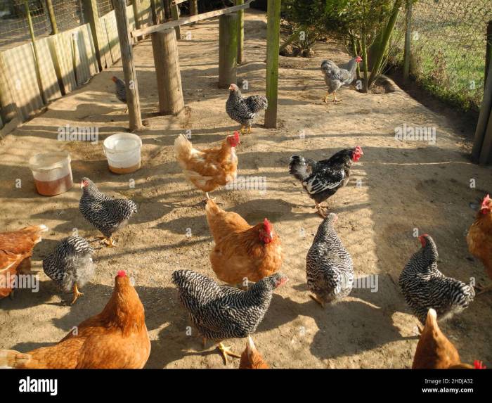 Jual Ayam Kampung di Sumpiuh, Banyumas