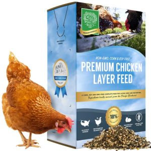 Pakan Ayam Petelur di Ayah, Kebumen yang Berkualitas