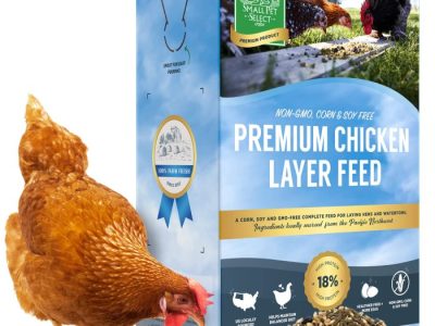 Pakan Ayam Petelur di Ayah, Kebumen