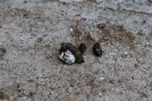 Ayam Berak Putih di Bagelen, Purworejo yang Menarik