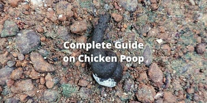 Ayam Berak Hijau di Prembun, Kebumen