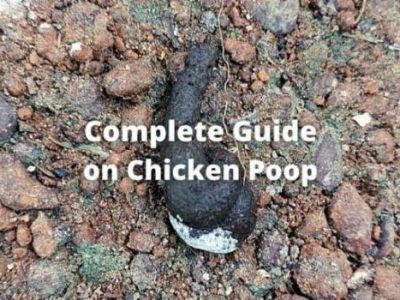 Ayam Berak Hijau di Prembun, Kebumen
