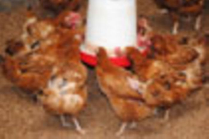Harga Pakan Ayam di Buayan, Kebumen