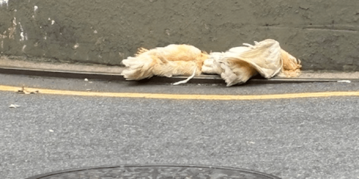 Ayam Broiler Mati di Prembun, Kebumen