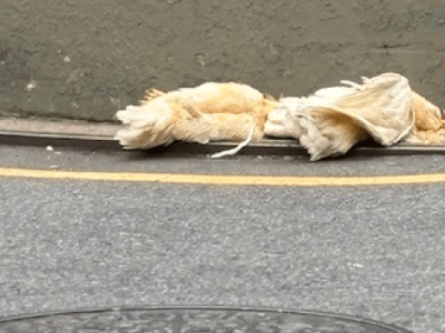 Ayam Broiler Mati di Prembun, Kebumen