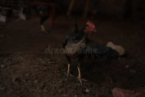 Cara Ternak Ayam di Ngombol, Purworejo yang Menguntungkan