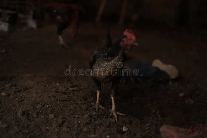 Cara Ternak Ayam di Pejagoan, Kebumen