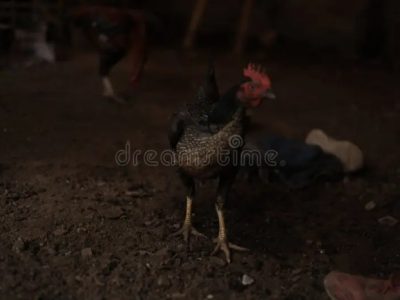 Cara Ternak Ayam di Pejagoan, Kebumen