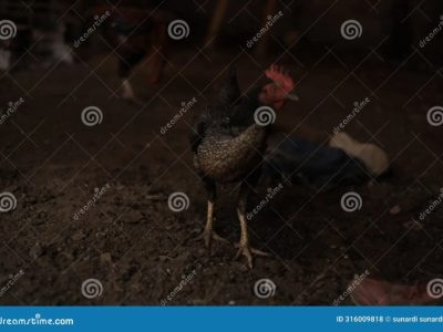 Ayam Kampung Cepat Besar di Lumbir, Banyumas