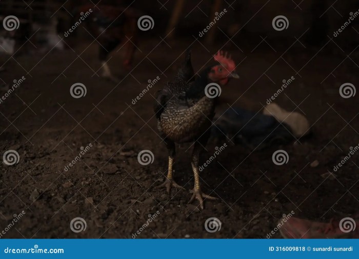 Ayam Kampung Cepat Besar di Lumbir, Banyumas