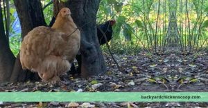 Ayam Berak Putih di Banyuurip, Purworejo dan Dampaknya