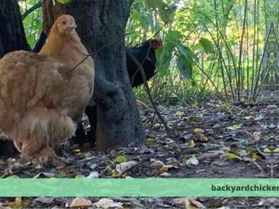 Ayam Berak Putih di Banyuurip, Purworejo