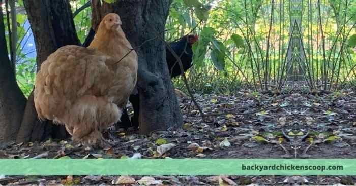 Ayam Berak Putih di Banyuurip, Purworejo