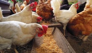 Tempat Pakan Ayam di Bonorowo, Kebumen yang Terpercaya