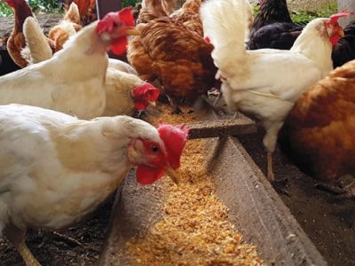 Tempat Pakan Ayam di Bonorowo, Kebumen