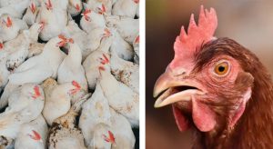 Ayam Stres di Kuwarasan, Kebumen dan Dampaknya