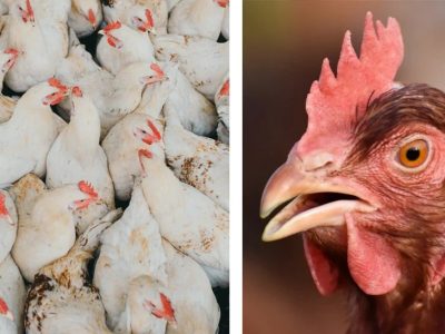 Ayam Stres di Kuwarasan, Kebumen