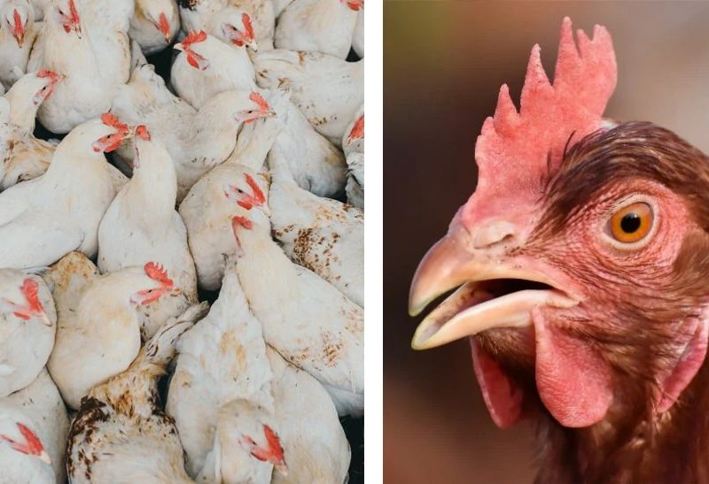 Ayam Stres di Kuwarasan, Kebumen