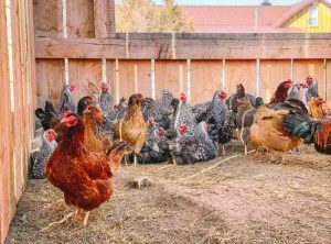 Cara Ternak Ayam Petelur di Karanggayam, Kebumen