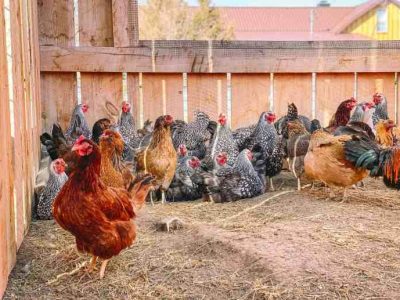 Cara Ternak Ayam Petelur di Karanggayam, Kebumen