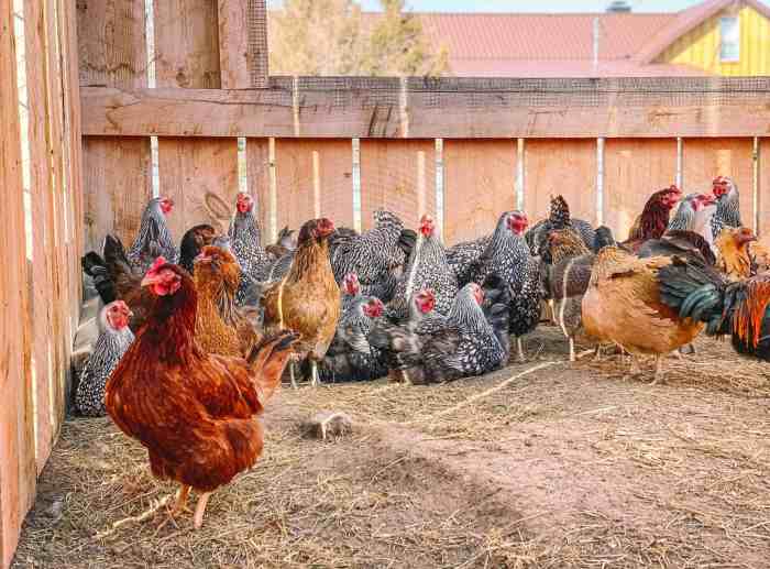 Cara Ternak Ayam Petelur di Karanggayam, Kebumen