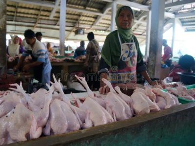 Jual Ayam Kampung di Sadang, Kebumen