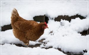 Ayam Petelur Tidak Produksi di Purwodadi, Purworejo