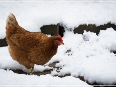 Ayam Petelur Tidak Produksi di Purwodadi, Purworejo