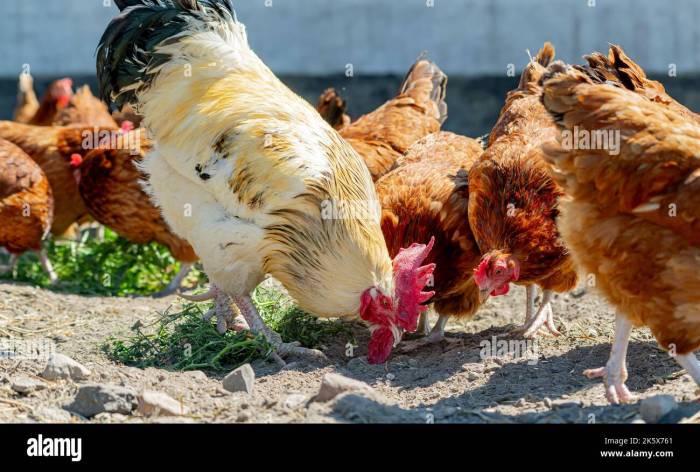 Ayam Kampung Cepat Besar di Rowokele, Kebumen