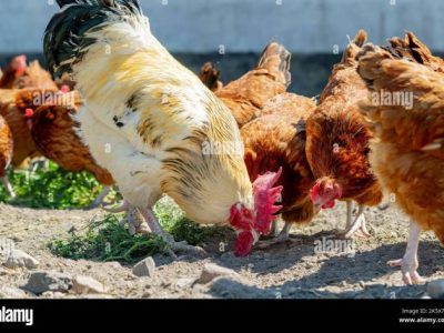 Ayam Kampung Cepat Besar di Rowokele, Kebumen