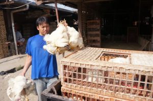 Forum Peternak Ayam di Loano, Purworejo Meningkatkan Produktivitas