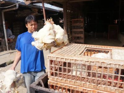 Forum Peternak Ayam di Loano, Purworejo