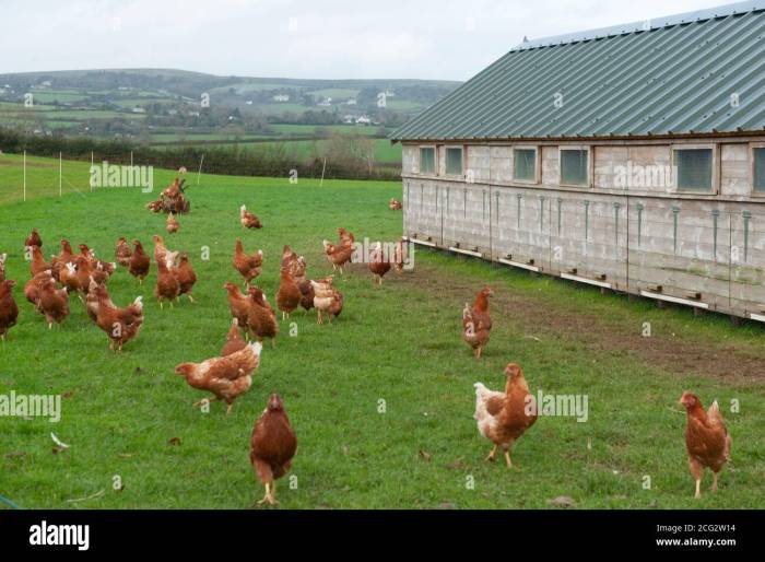 Ternak Ayam Kampung di Pakuncen, Banyumas