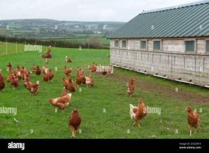 Ternak Ayam Kampung di Pakuncen, Banyumas Mendulang Keberuntungan