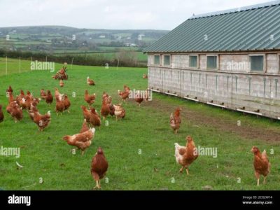 Ternak Ayam Kampung di Pakuncen, Banyumas
