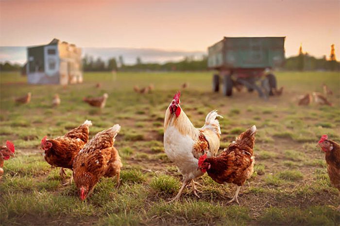 Ayam Kampung Petelur di Bener, Purworejo