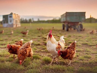Ayam Kampung Petelur di Bener, Purworejo